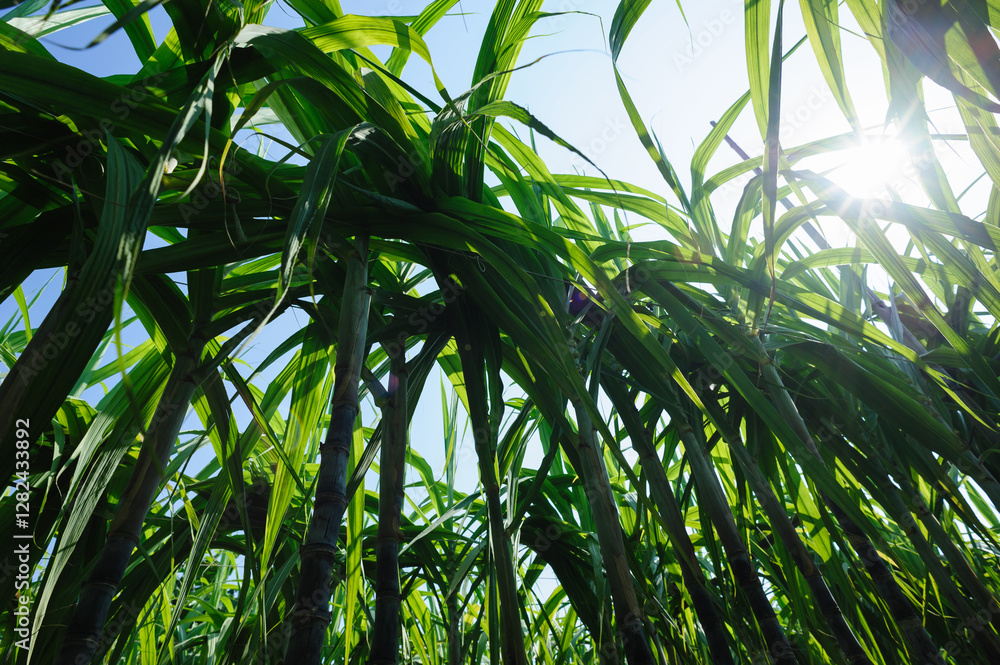 Obraz premium Sugarcane crops grow in field