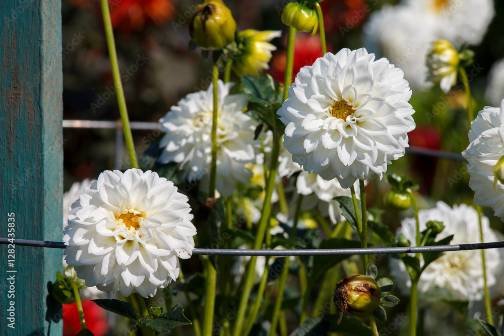 Beautiful white Dahlia flowers in the topiary garden l in Newport, Rhode Island, USA