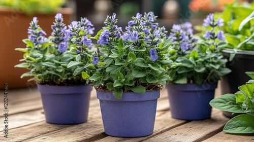 Blue potted flowers blooming on outdoor garden center table
