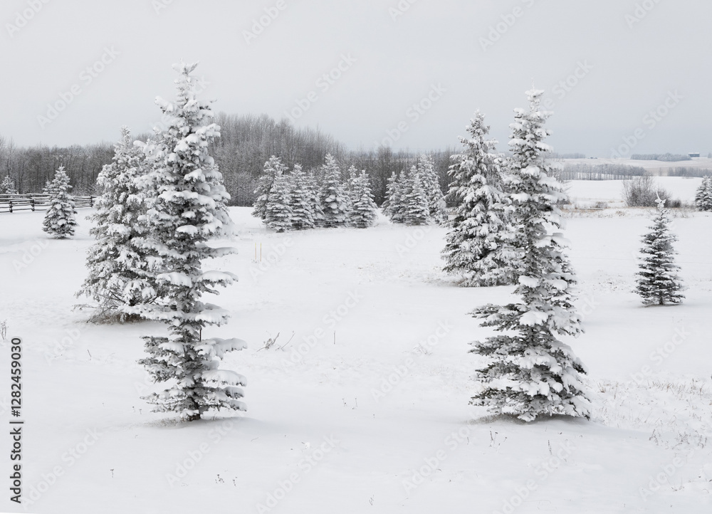 Naklejka premium winter spruce trees
