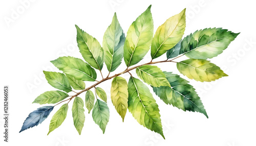Winged Elm Leaf watercolor png