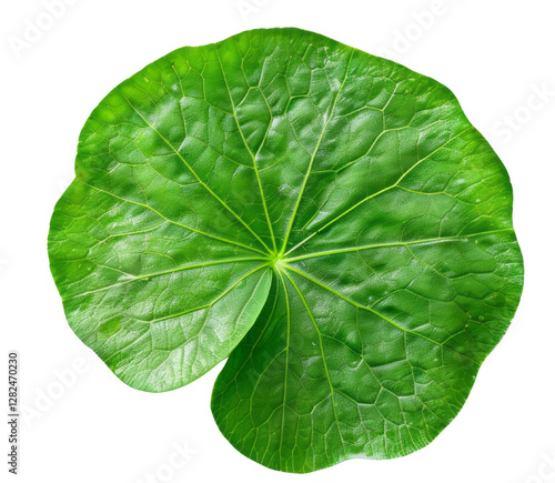 Centella asiatica leaf for cosmetic use, transparent background.
