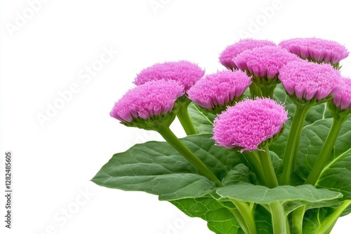 Vibrant Ironweed Tessen in Nature's Garden - Purple Botanical Flower Closeup on Transparent Background - Beautiful Flora for Creative Graphic Design & Commercial Use photo