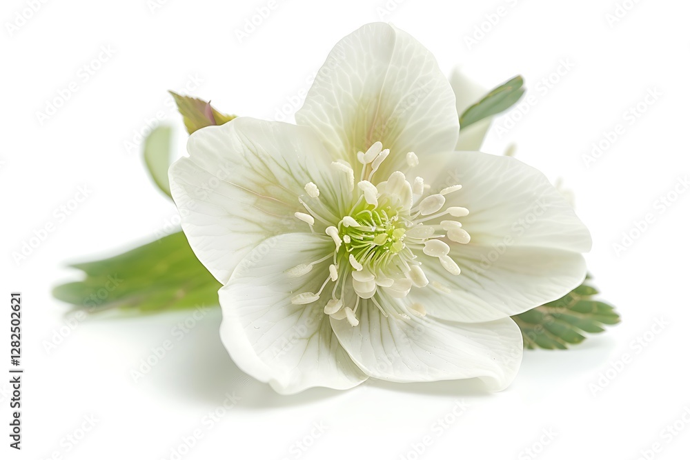 Fototapeta premium White Hellebore Isolated on White Background. Beautiful Hellebore Flower