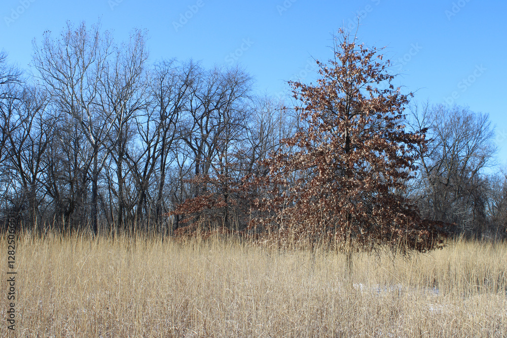 Single red oak tree with brown leaves in a tall grass meadow at Iroquois Woods in Park Ridge, Illinois Single red oak tree with brown leaves in a tall grass meadow at Iroquois Woods in Park Ridge, Illinois