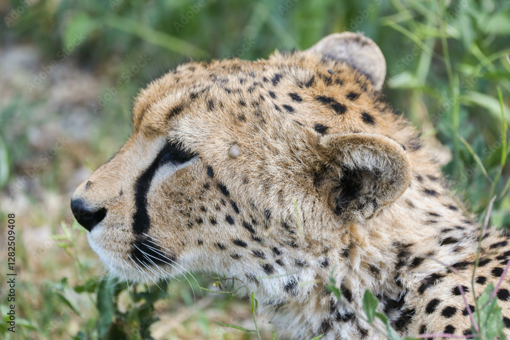a cheetah rests in the grass on the savannah of Serengeti, Tanzania a cheetah rests in the grass on the savannah of Serengeti, Tanzania