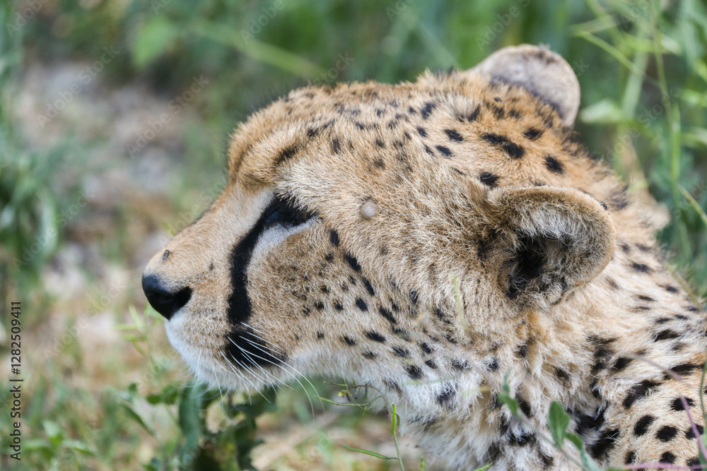 a cheetah rests in the grass on the savannah of Serengeti, Tanzania a cheetah rests in the grass on the savannah of Serengeti, Tanzania