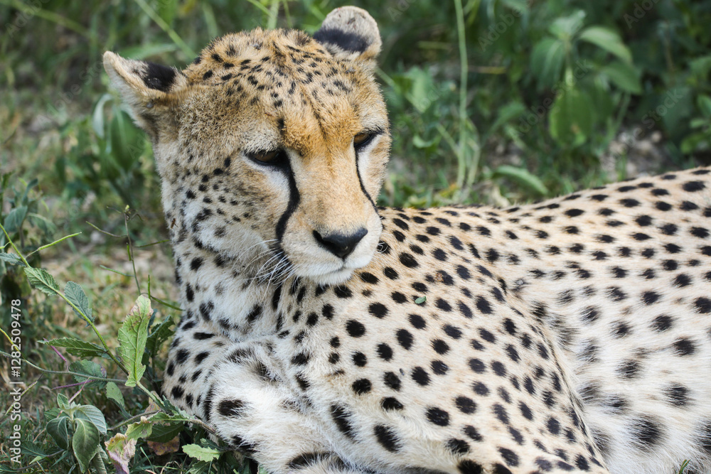 a cheetah rests in the grass on the savannah of Serengeti, Tanzania a cheetah rests in the grass on the savannah of Serengeti, Tanzania