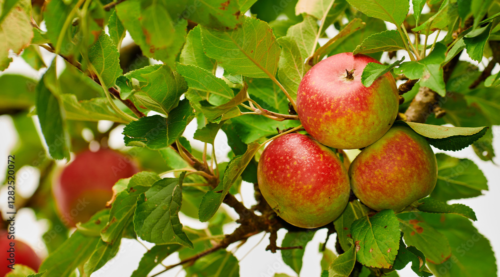 Agriculture, apples or harvest on tree for growth or sustainable outdoor farming in countryside. Nature, orchard or healthy food for fresh organic produce or natural fruits for nutrition or gardening Agriculture, apples or harvest on tree for growth or sustainable outdoor farming in countryside. Nature, orchard or healthy food for fresh organic produce or natural fruits for nutrition or gardening