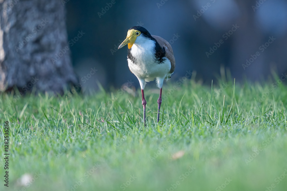 Obraz premium A masked lapwing on the grass