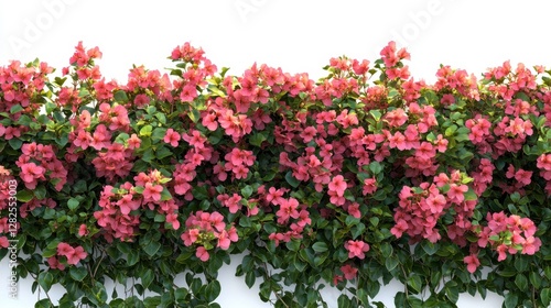 Wallpaper Mural A colorful flower garden with a white background. The flowers are of various colors, including pink, orange, and yellow. The garden is full of life and vibrancy, creating a cheerful Torontodigital.ca