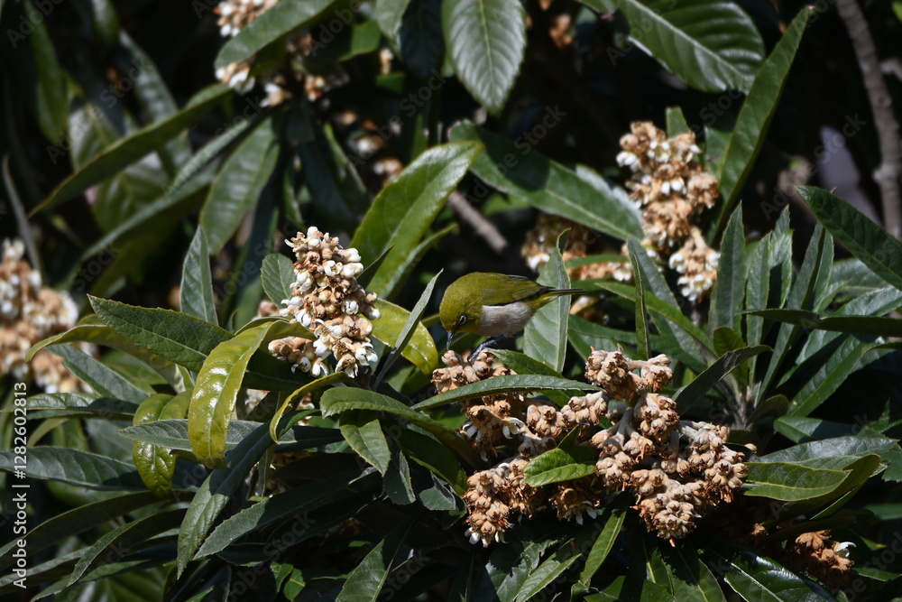 みかんの木に止まるメジロ