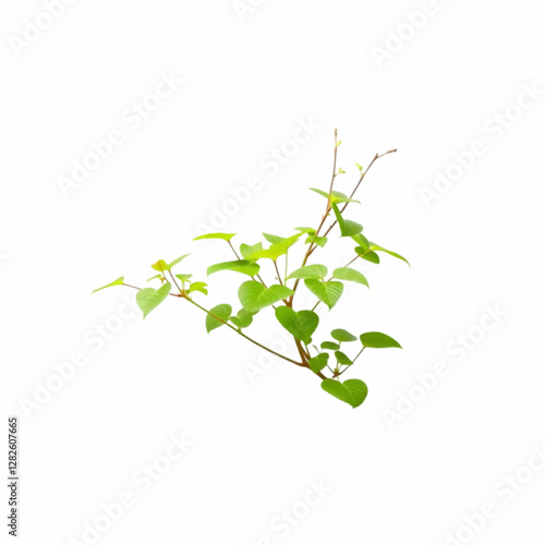 a japanese knotweed isolated on the white background