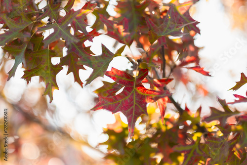 A beautiful autumn withFall trees and leaves.