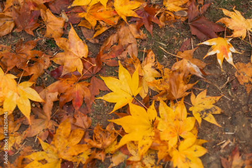 A beautiful autumn withFall trees and leaves.