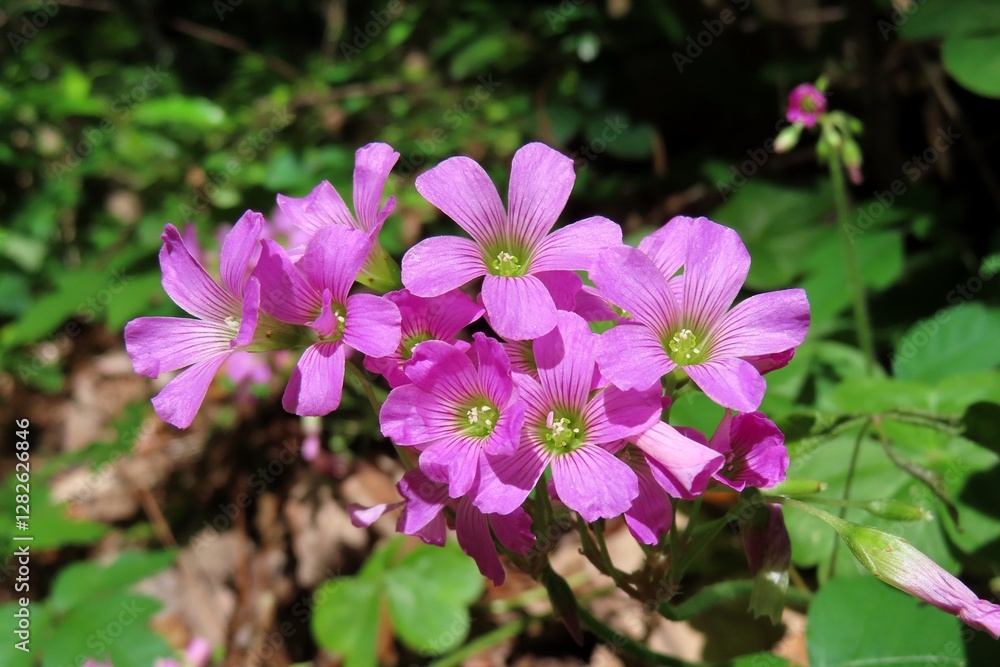 Pink oxalis flowers in Florida wild, closeup Pink oxalis flowers in Florida wild, closeup