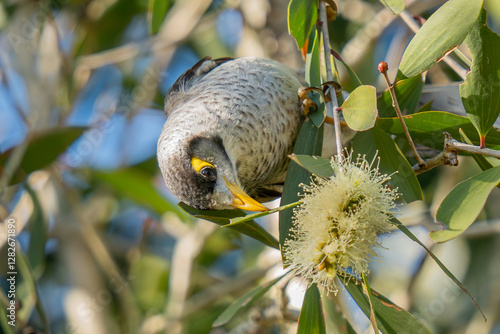 Foto A noisy minor finds food from a bootle brush flower