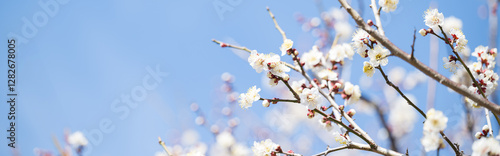 背景素材に使いやすい早春のイメージ　青空の梅の花バナー