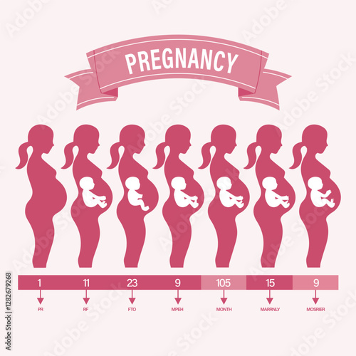 Pregnancy Stages and Fetal Development Illustration
Web