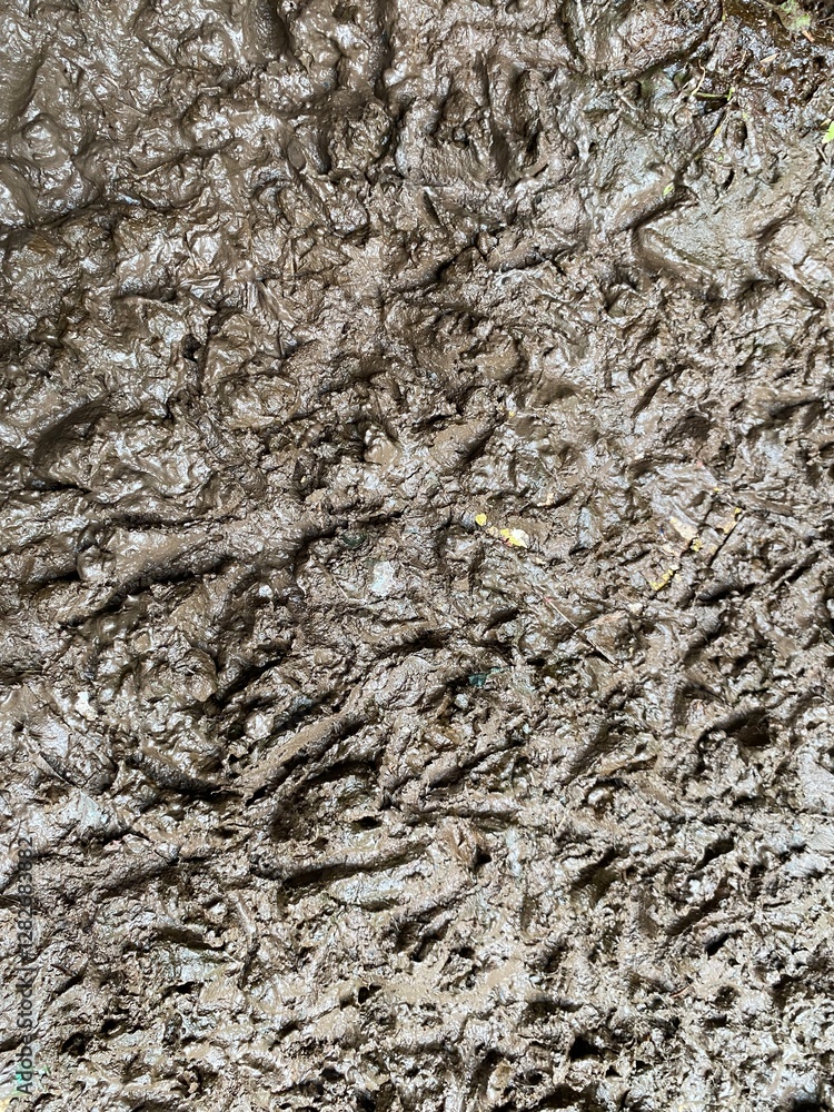 the texture of the mud soil used by chicken footprints the texture of the mud soil used by chicken footprints
