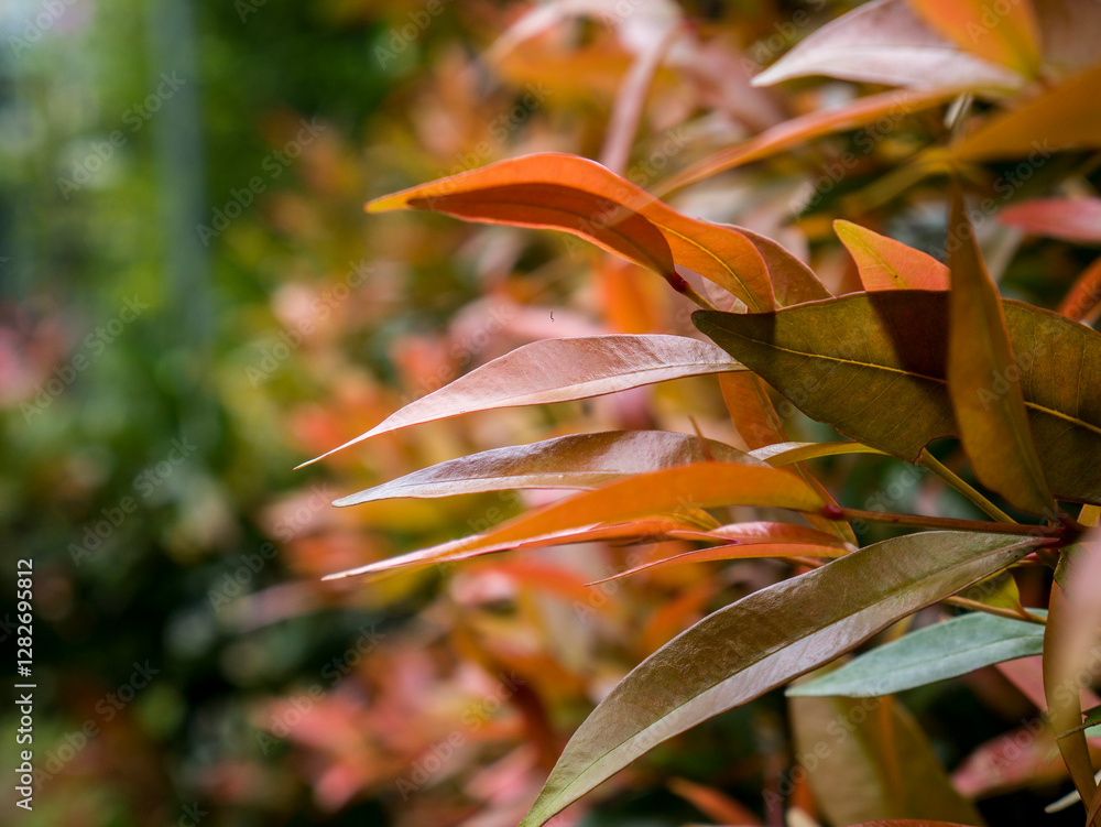 Obraz premium Close-up of beautiful tropical leaves in orange and green gradient, blurred green plant background. Natural light shows the details of the leaf fibers. Suitable for nature and environmental themes.
