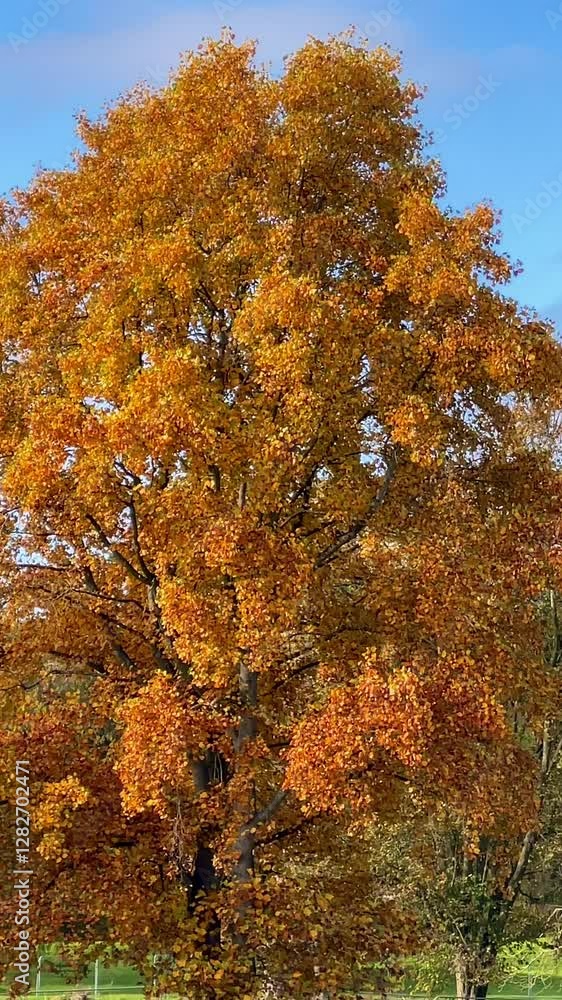 Golden autumn trees stand tall against a clear blue sky, surrounded by greenery and rolling countryside, capturing the beauty of the changing seasons scene Golden autumn trees stand tall against a clear blue sky, surrounded by greenery and rolling countryside, capturing the beauty of the changing seasons scene