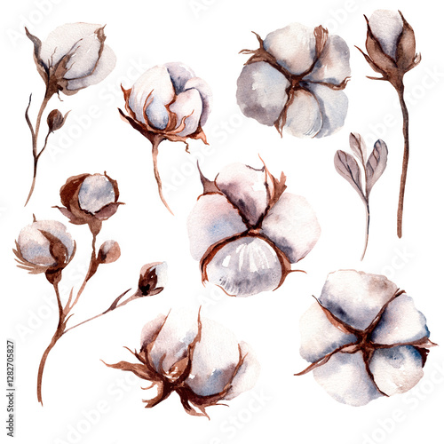 watercolor cotton ball Cotton plant Branch with flowers Hand drawn watercolor illustration, isolated on white background