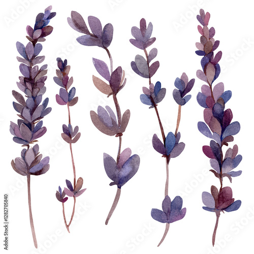 Lavender. Watercolor illustration on white background. Set of purple flowers with stems. Isolate.