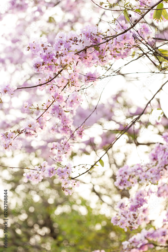 Queen's Flower or Inthanin flower in Thailand, Queen,s crape myrtle, Pride of India, Jarul, banaba plant, Lagerstroemia speciosa, cheerful blooming in park. Queen's Flower or Inthanin flower in Thailand, Queen,s crape myrtle, Pride of India, Jarul, banaba plant, Lagerstroemia speciosa, cheerful blooming in park.
