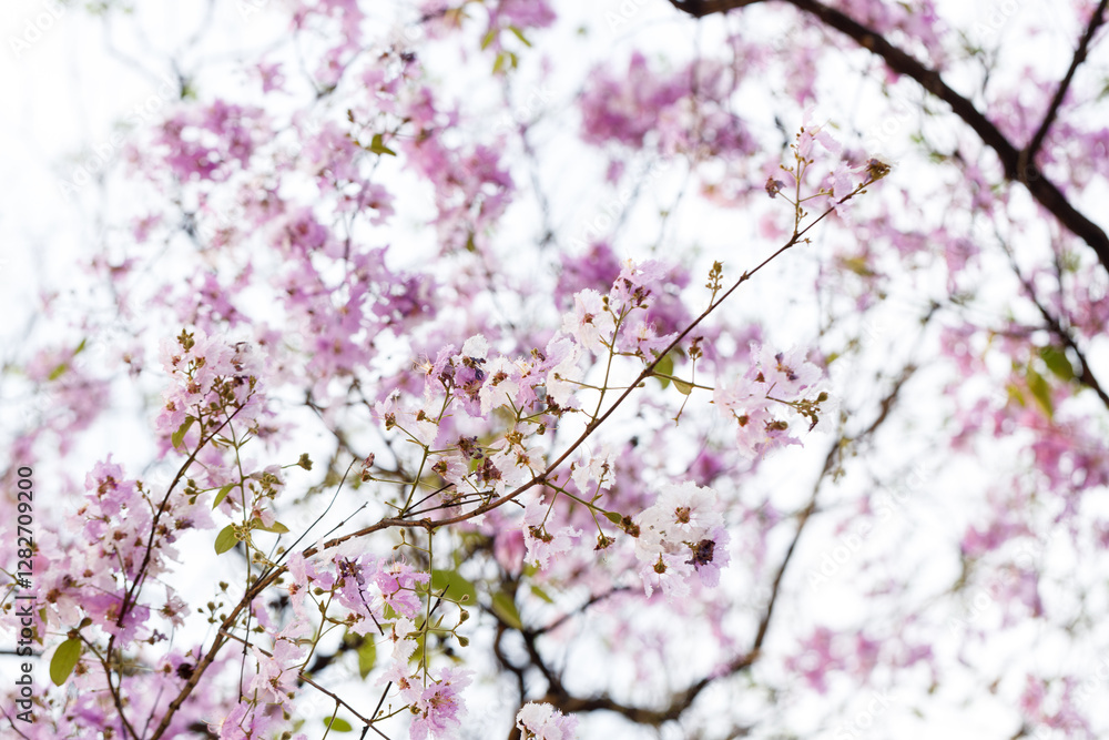 Queen's Flower or Inthanin flower in Thailand, Queen,s crape myrtle, Pride of India, Jarul, banaba plant, Lagerstroemia speciosa, cheerful blooming in park. Queen's Flower or Inthanin flower in Thailand, Queen,s crape myrtle, Pride of India, Jarul, banaba plant, Lagerstroemia speciosa, cheerful blooming in park.