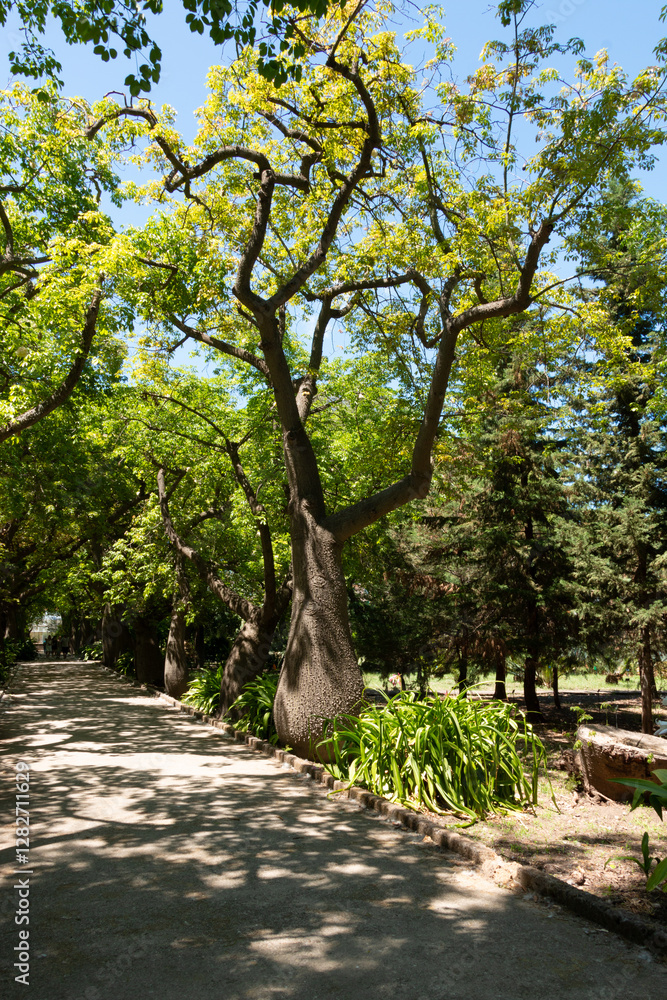 Fototapeta premium Silkworm Trees in Botanical Garden Sicily Italy, Palermo