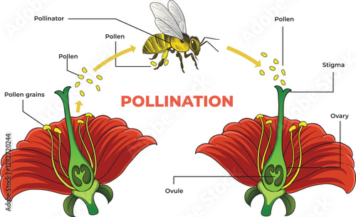 POLLINATION_ILLUSTRATION_DIAGRAM