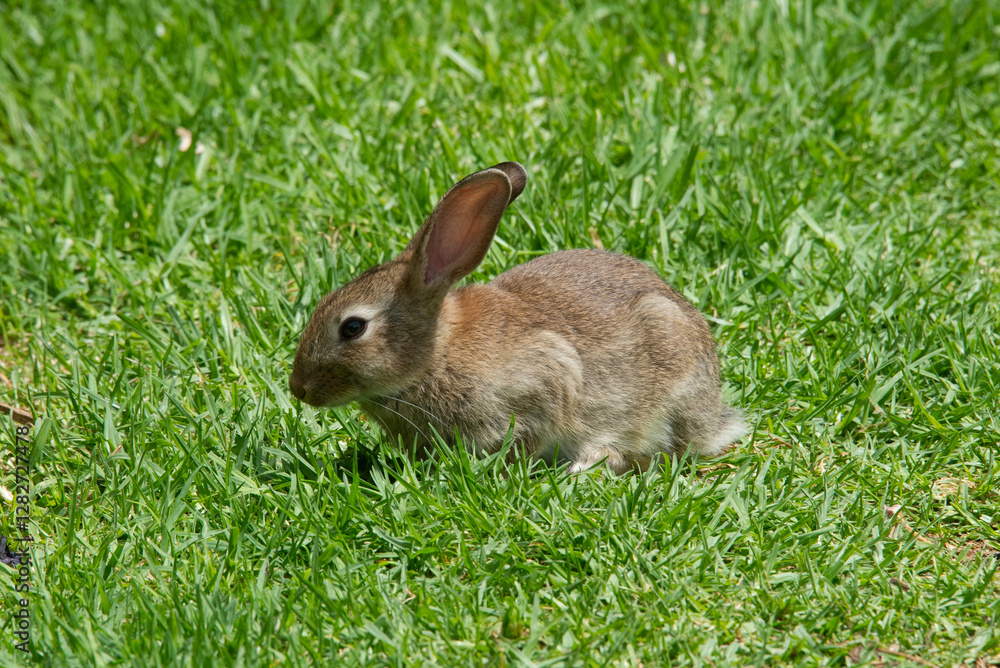 Brown rabbit sitting on green grass in a natural outdoor setting. Brown rabbit sitting on green grass in a natural outdoor setting.