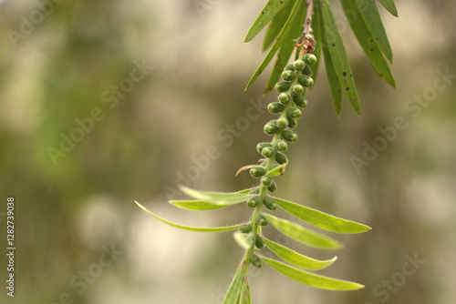 A Beautiful Flower With Soft Bokeh In The Background, Symbolizing Purity And Freshness In Nature
