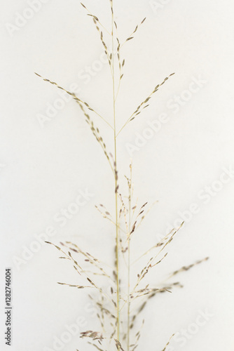 The Beautiful Ornamental Panicum Virgatum Or Switchgrass In Borneo