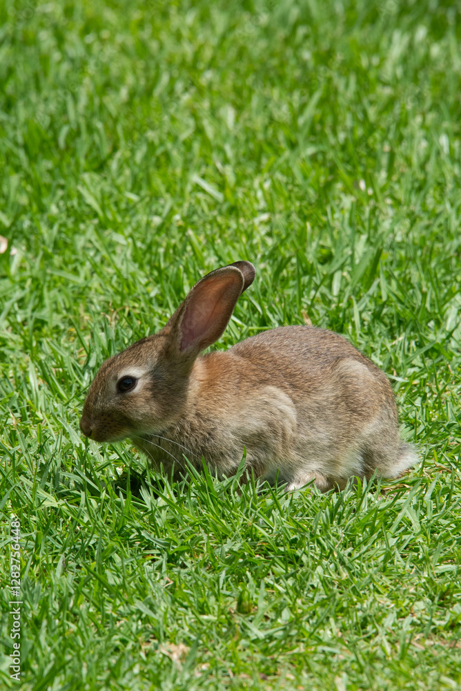 Brown rabbit sitting amongst green grass in a natural outdoor setting with copy space on sunny day Brown rabbit sitting amongst green grass in a natural outdoor setting with copy space on sunny day