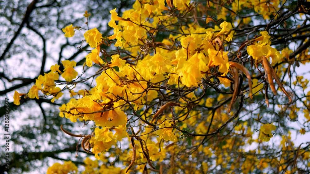 Beautiful blooming flower of Yellow Tabebuia aurea or Caribbean trumpet-tree. Beautiful blooming flower of Yellow Tabebuia aurea or Caribbean trumpet-tree.