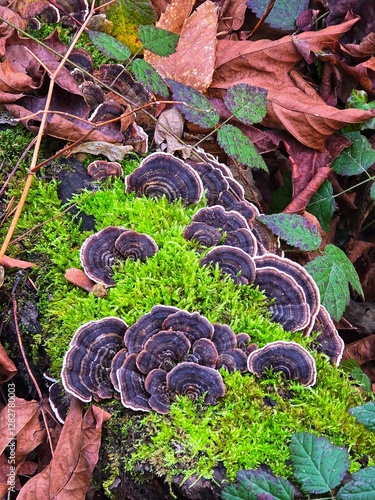 Vibrant turkey tail fungi grow in a lush Pacific Northwest forest, fanning out in colorful layers on a mossy log, thriving in the damp, rich ecosystem.
