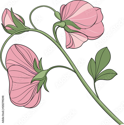 Sweet pea flower vector illustration, botanical floral design, blooming lathyrus odoratus, delicate petals, nature clipart, garden plant, elegant blossom artwork.