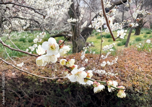 Close up of sakura blossom branch in the garden, springtime.