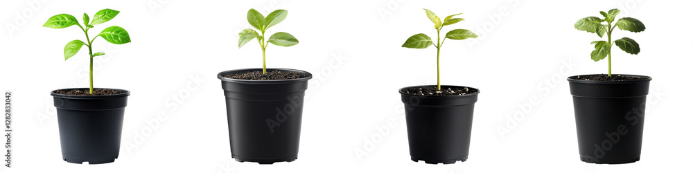 Seeding on black pot isolated on transparent background, PNG, Set of Seeding on black pot isolated on transparent background, PNG, Set of