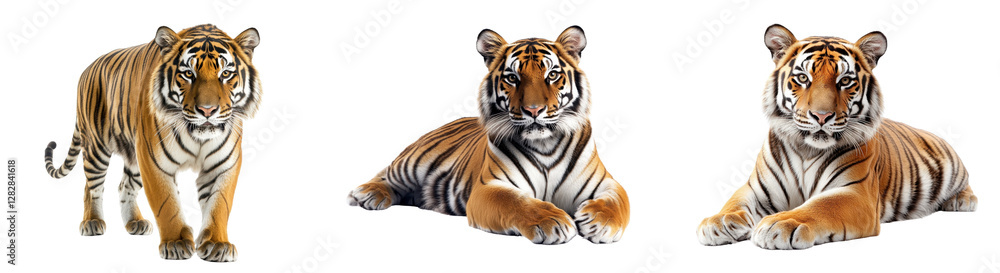 Fototapeta premium Majestic Bengal Tigers Displaying Grace and Strength in Nature, Isolated White Background