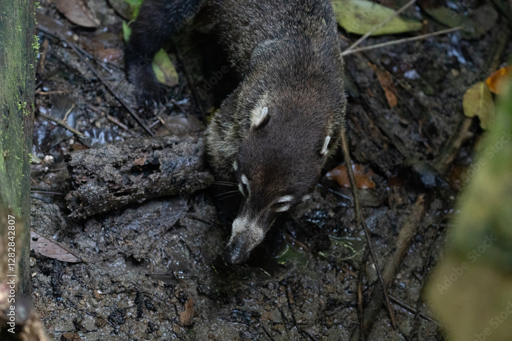 Naklejka premium coati on the floor