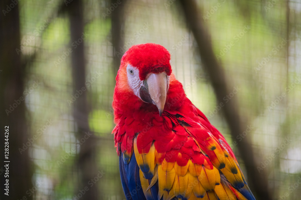scarlet macaw parrot