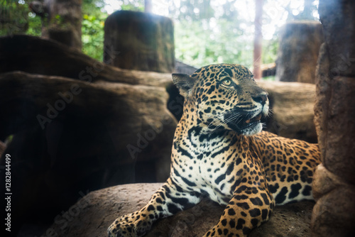 jaguar in a rescue center in costa rica