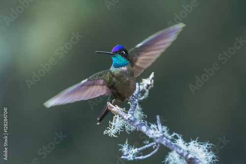flying hummingbird on a branch in costa rica