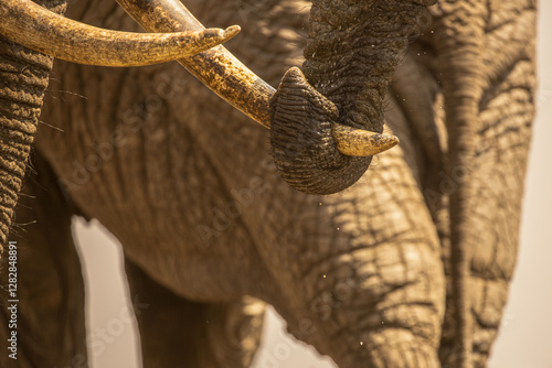 Slika na platnu Close up of an Elephants (loxodonta africana) trunk holding the tusk of another Elephant