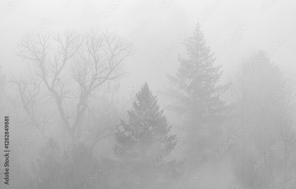 Fototapeta premium Beautuful fog mist above the forest trees in the morning