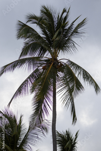 Palm with sky