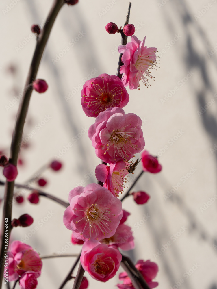 Pink Plum Blossom

